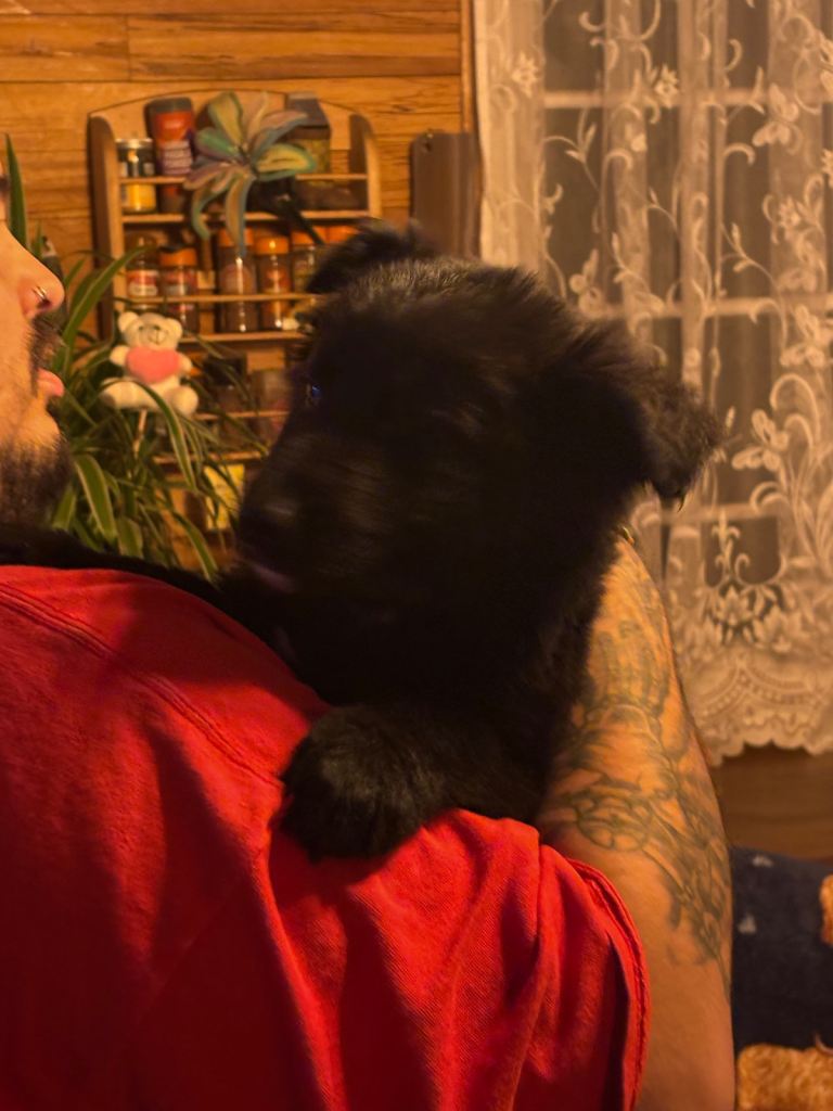 Black German Shepherd puppies £900
