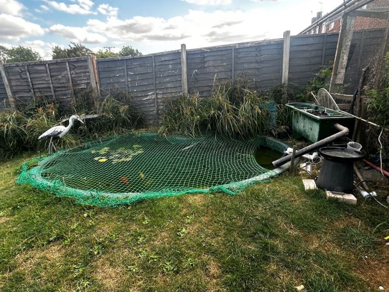 Pond Set up + Koi Fish