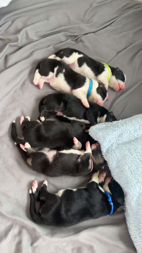 Borsky puppys