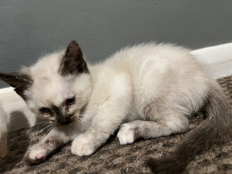 Ragdoll cross kittens