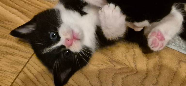 3 lovely male kittens 