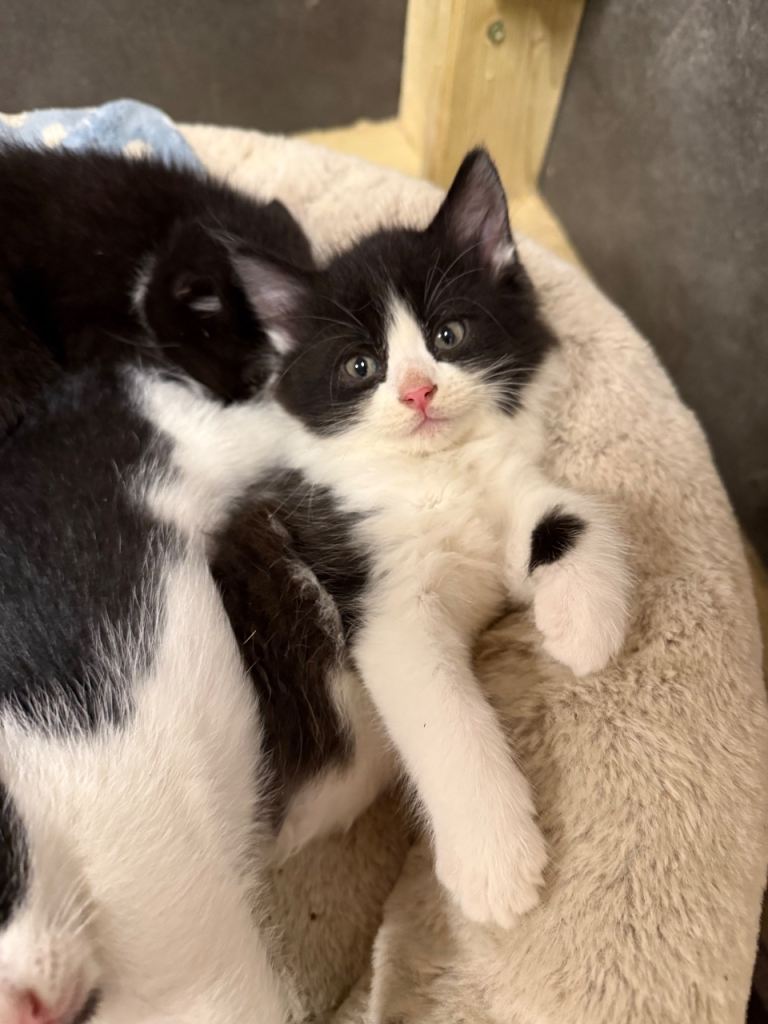 6 Gorgeous Kittens 