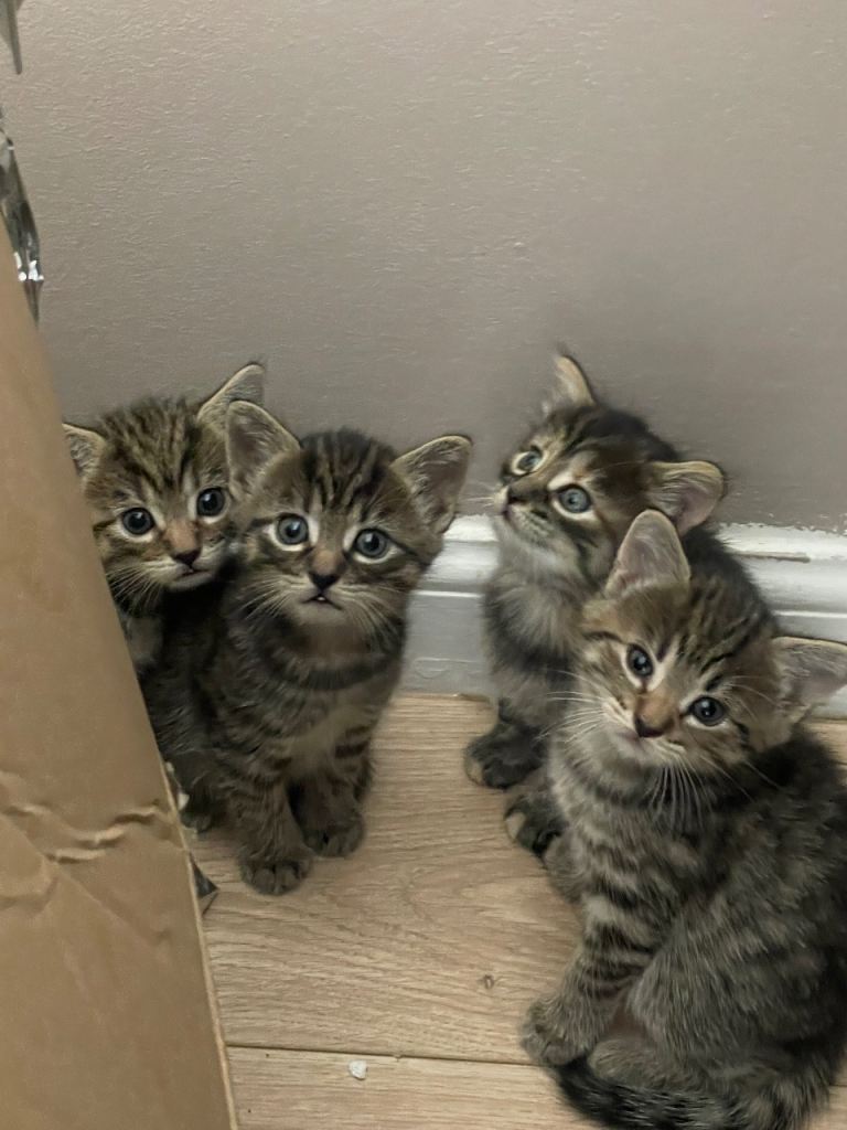 Kittens for sale ready to go now 
