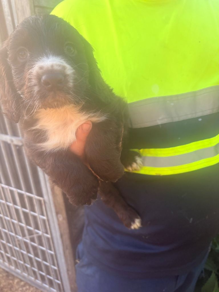 Cocker spaniel dog pup 