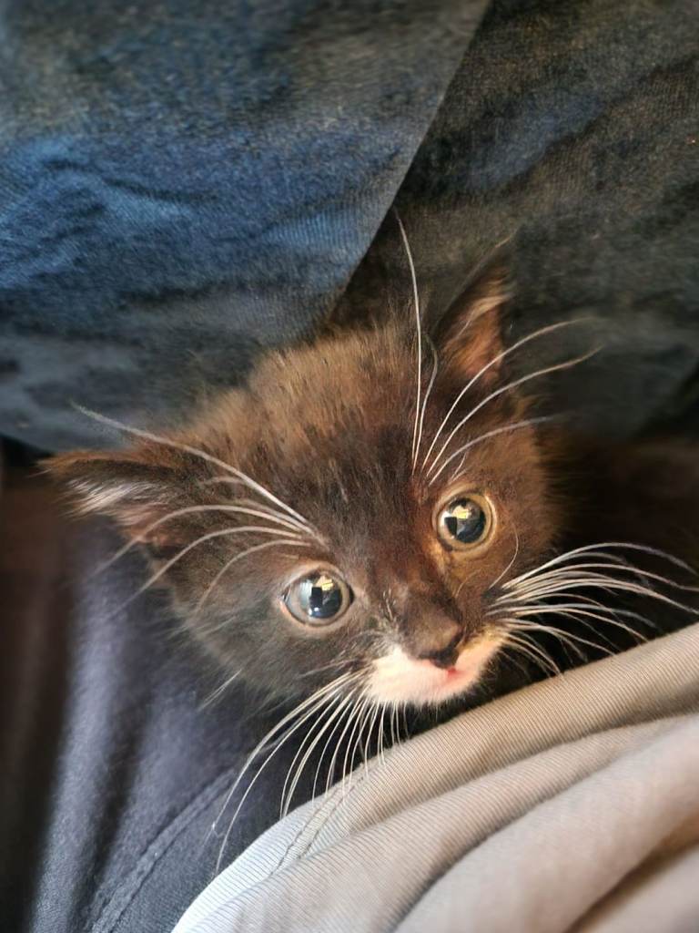 £20 kittens 