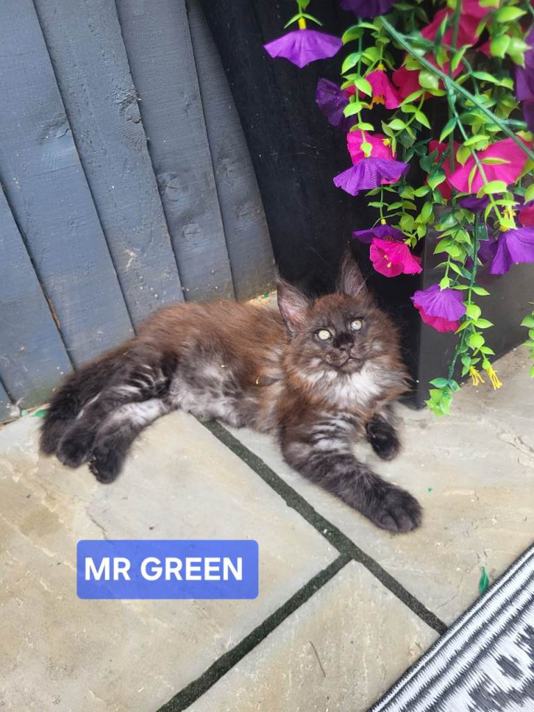 PEDIGREE MAINE COONS 