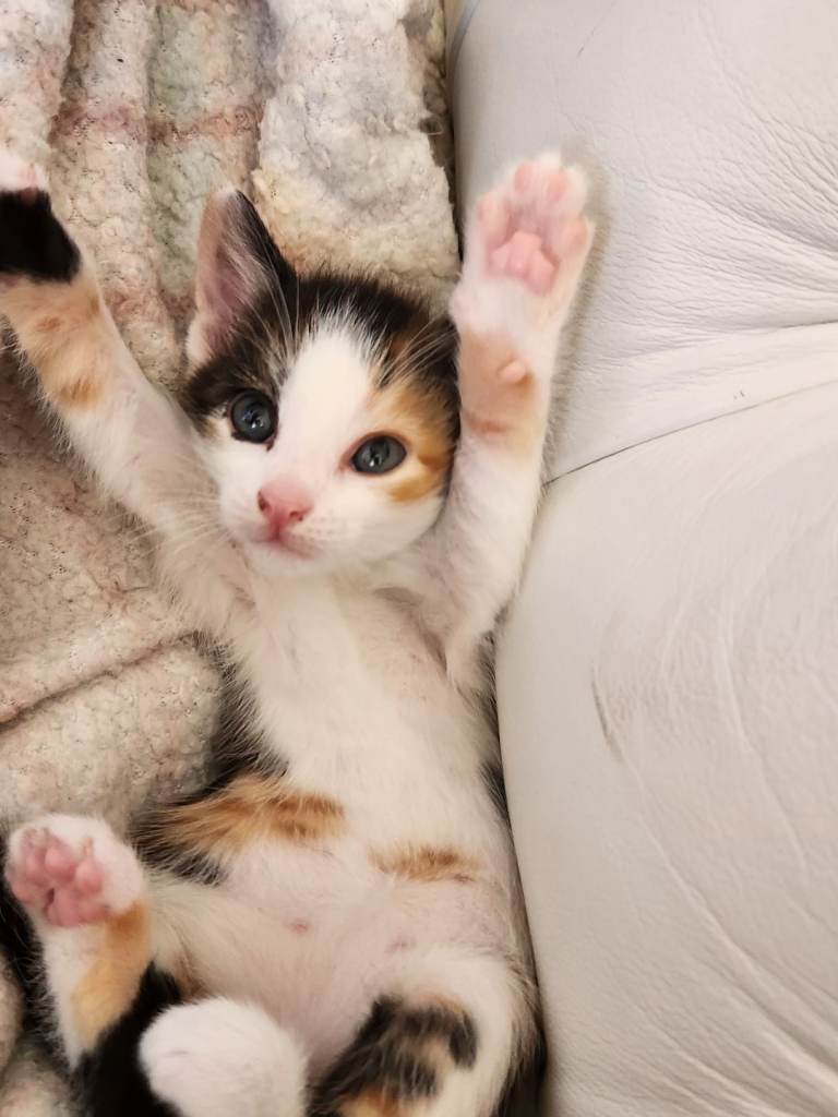 Kittens