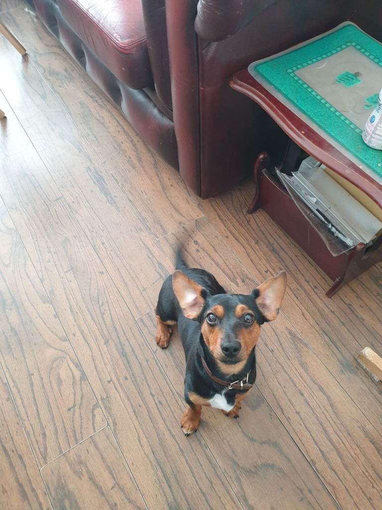 dachshund cross jack russell dog just over 12 months old 