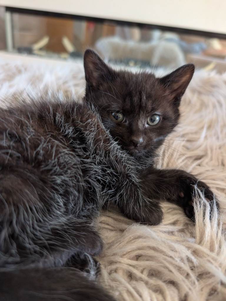 Kittens for sale 