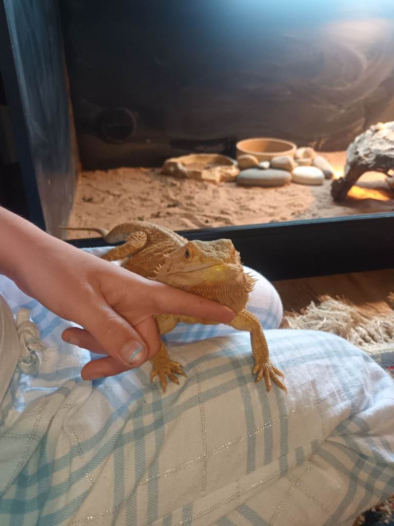 bearded dragon full setup
