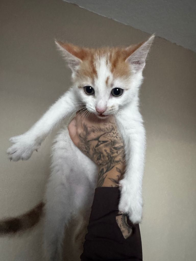 Kittens for sale 