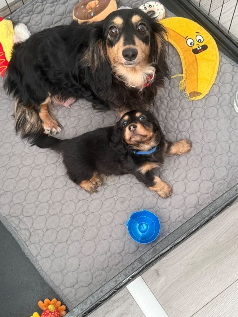 stunning long haired miniature dachshund