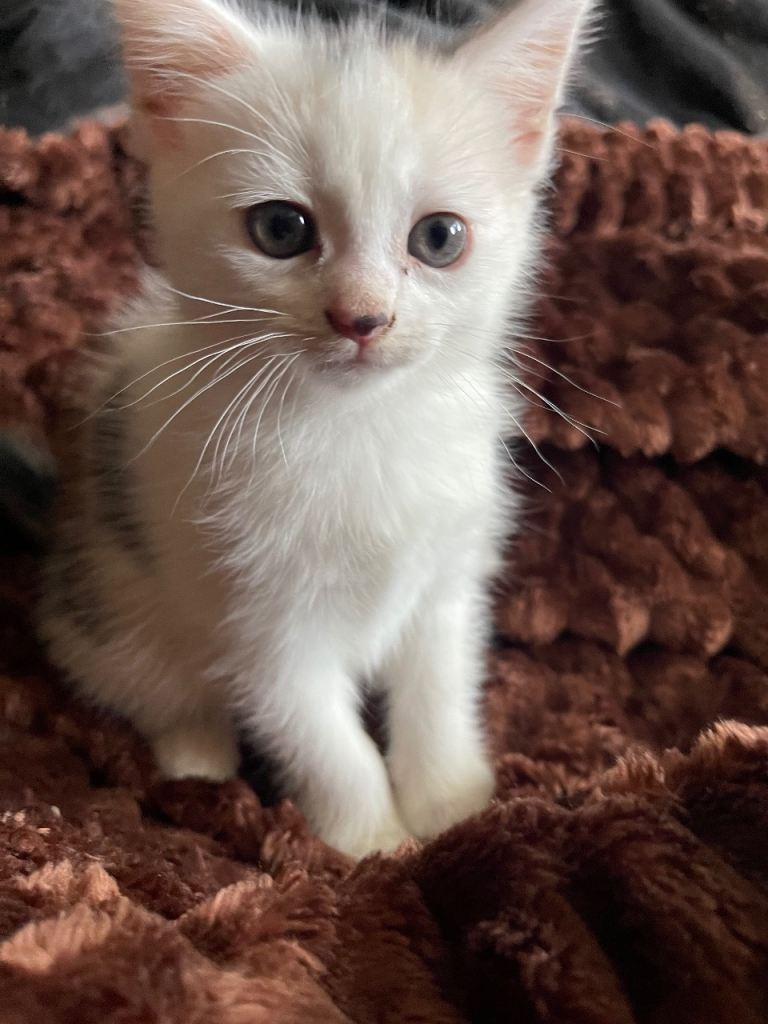 Persian x 8 weeks old