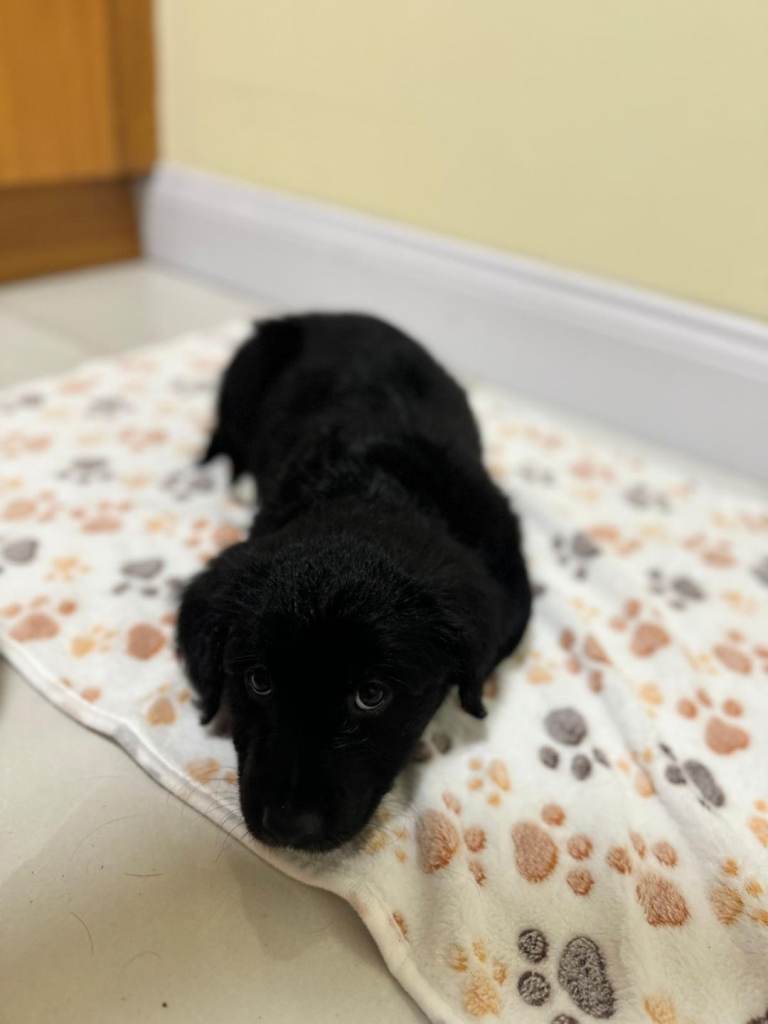 Collie x Golden Retriever 