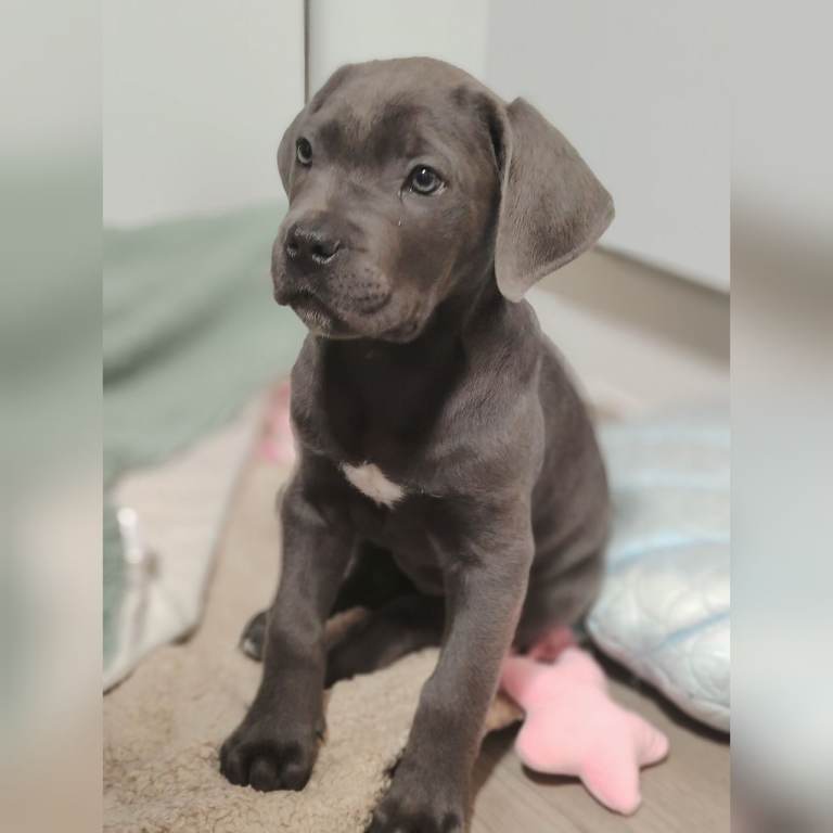 Blue grey cane corso 