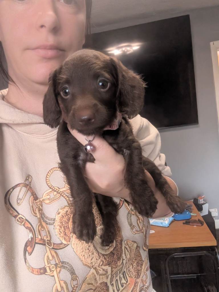 Miniature chocolate doxipoo girl
