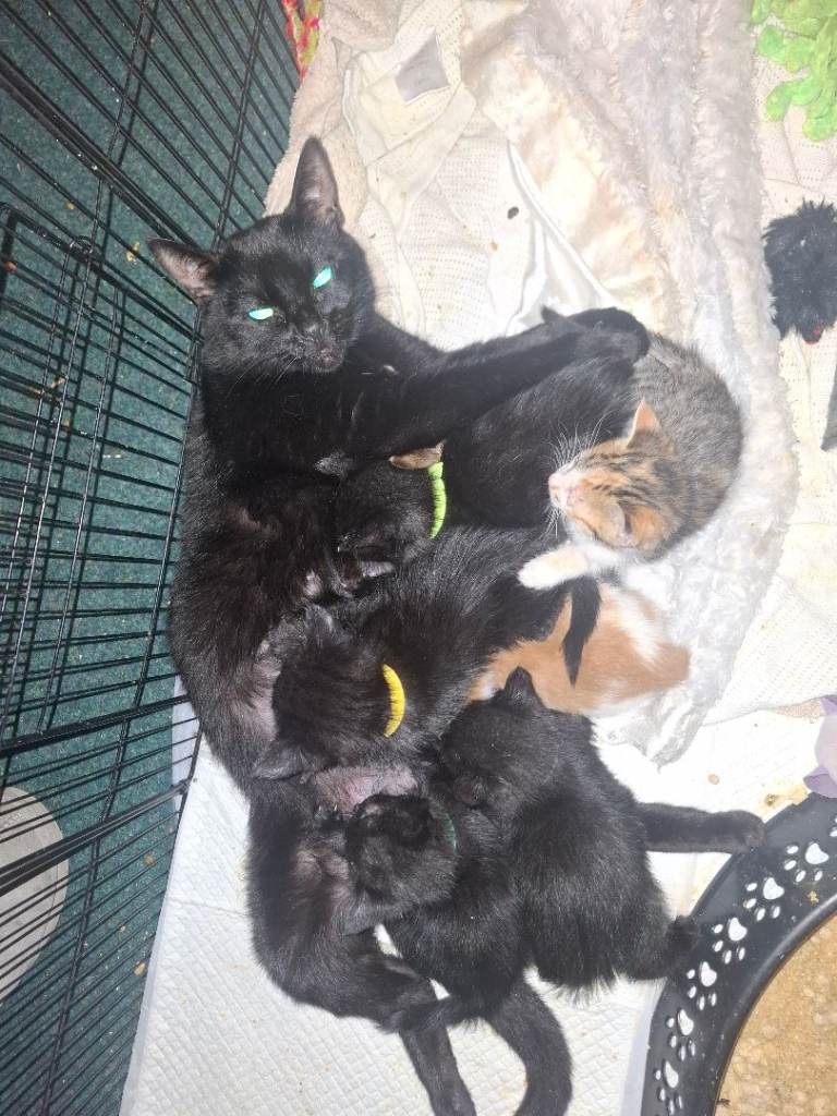 Kittens
