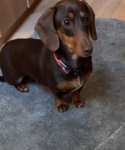 1 year old KC registered miniature dachshund