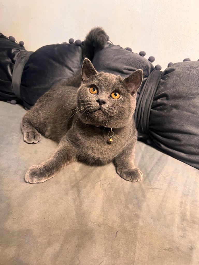 British Shorthair Cat