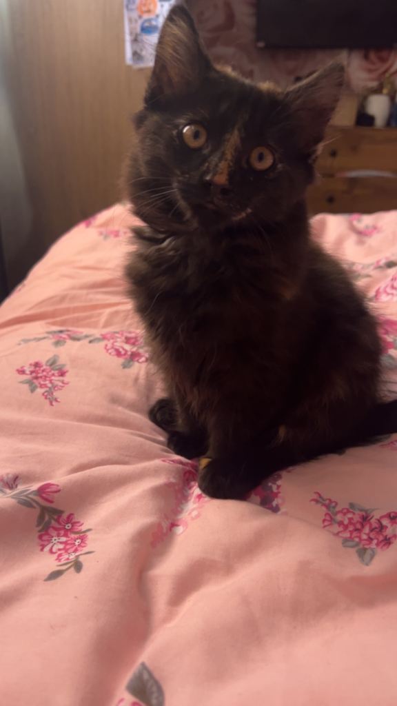 Kittens looking for their forever home 