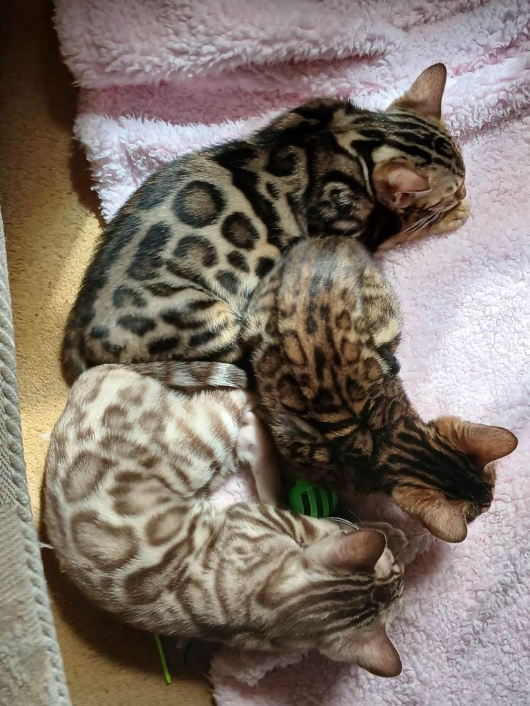 Family raised TICA Bengal Kittens READY NOW