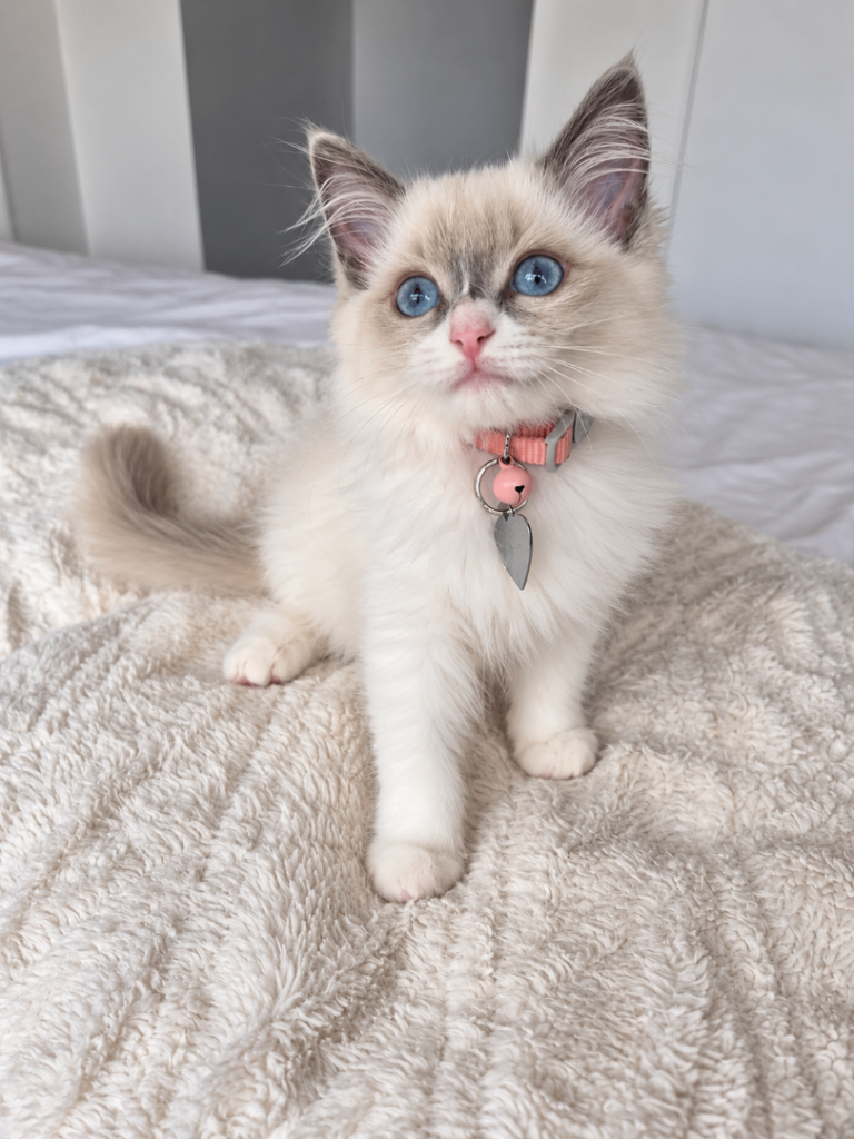 Ragdoll