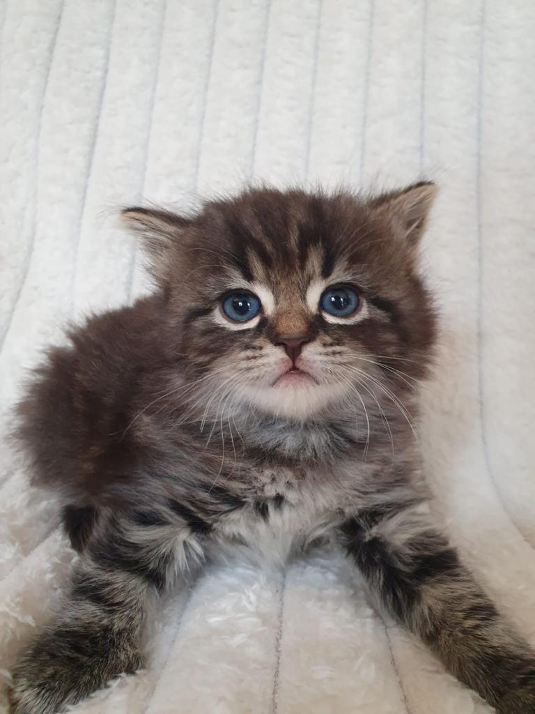 1 Gorgeous kitten Left Ragdoll x Mainecoon