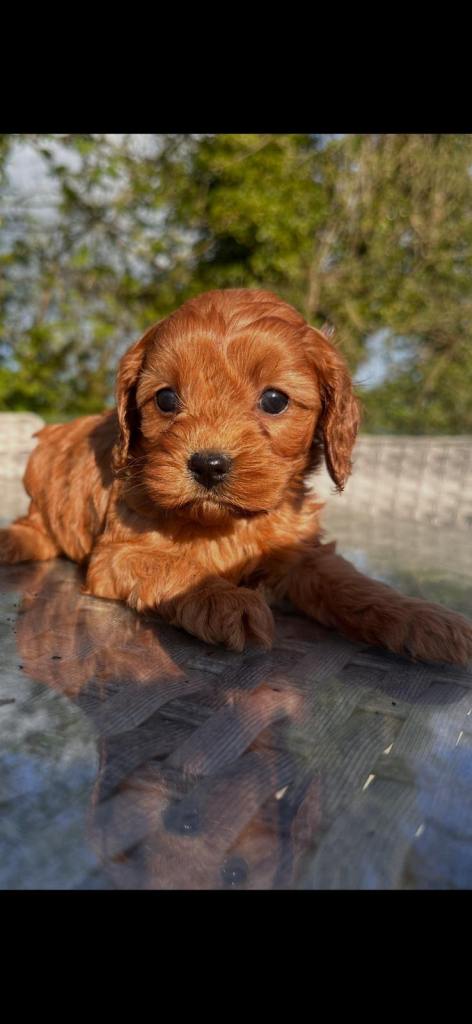 Fox Red Toy Cavapoo 