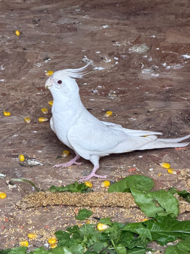Cockatiel, budgies and canaries 