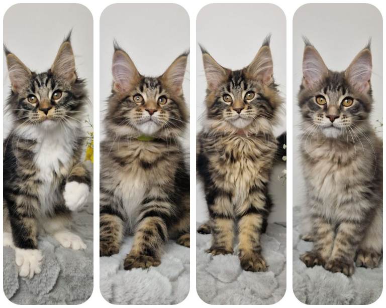 READY TO GO TICA registered maine coon kittens 