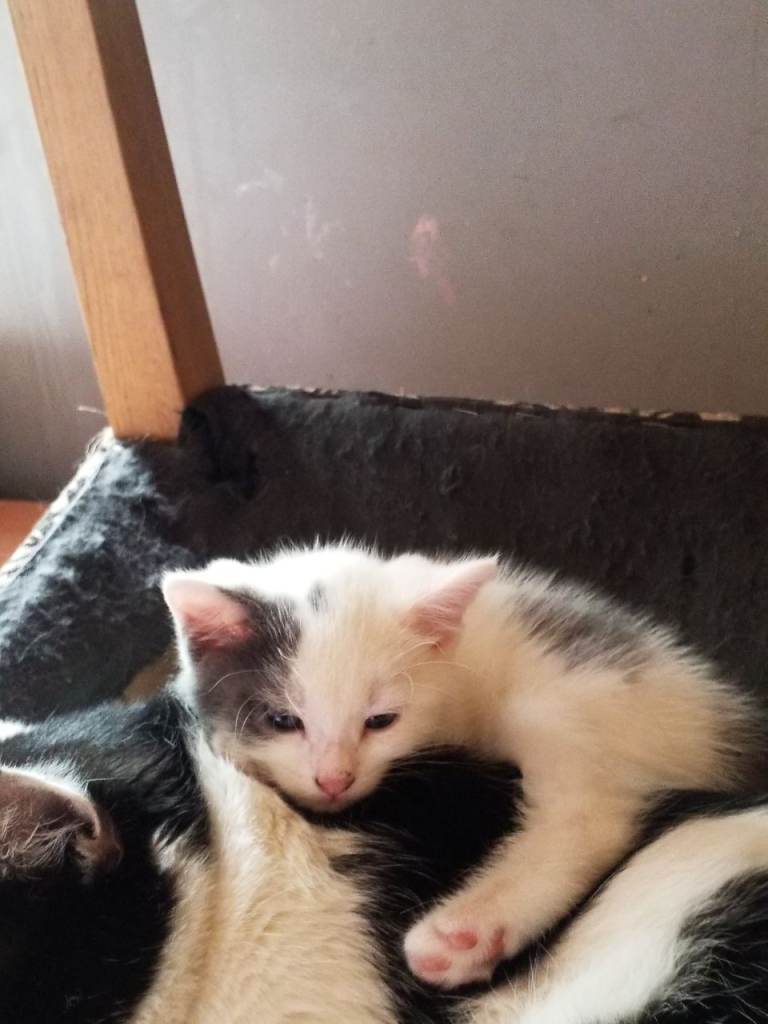 Beautiful kittens for sale 