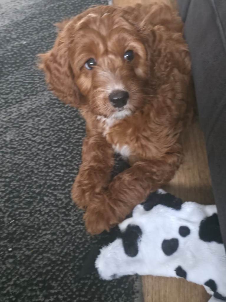 Toy Cockapoo 