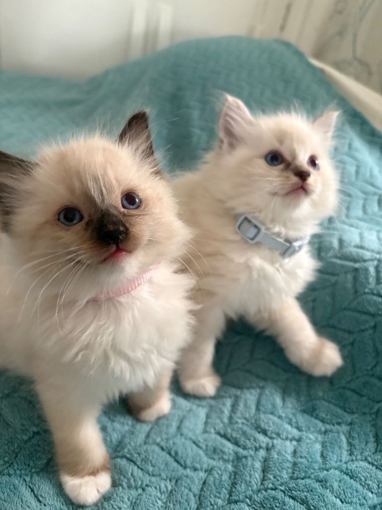 Beautiful Ragdoll Kittens 