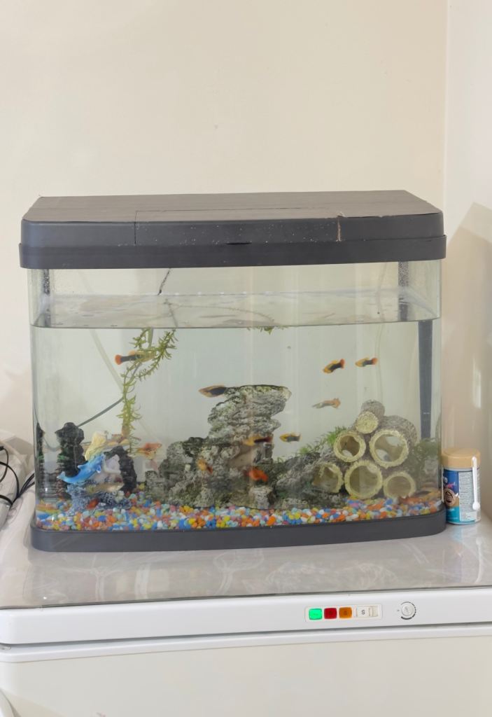  40L Aquarium for Sale – Tropical Fish Included – Full Setup