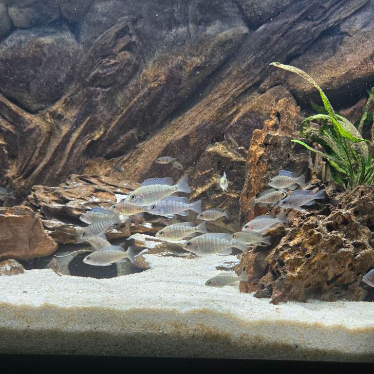 Malawi cichlids