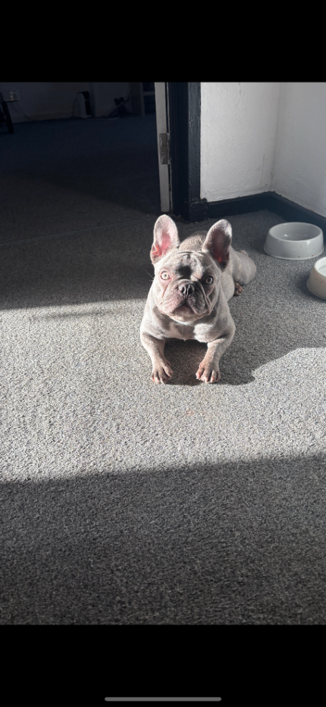 French bulldog 