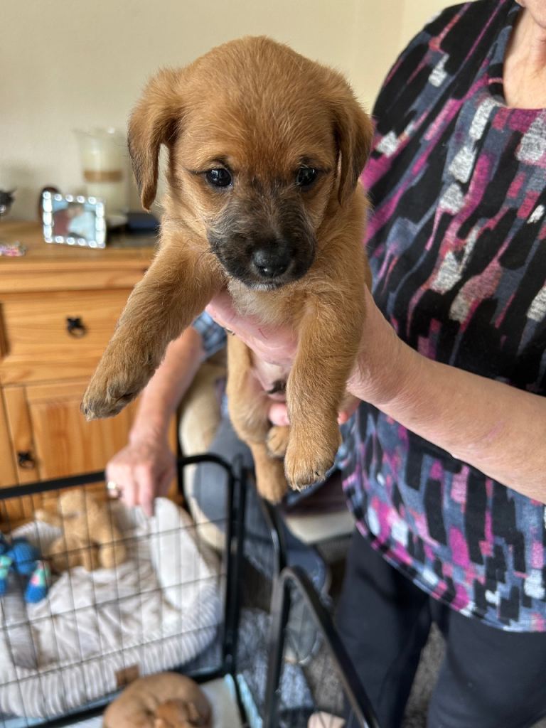 Puppies for sale 