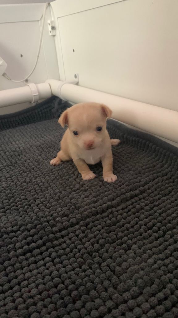 Male chihuahua puppy