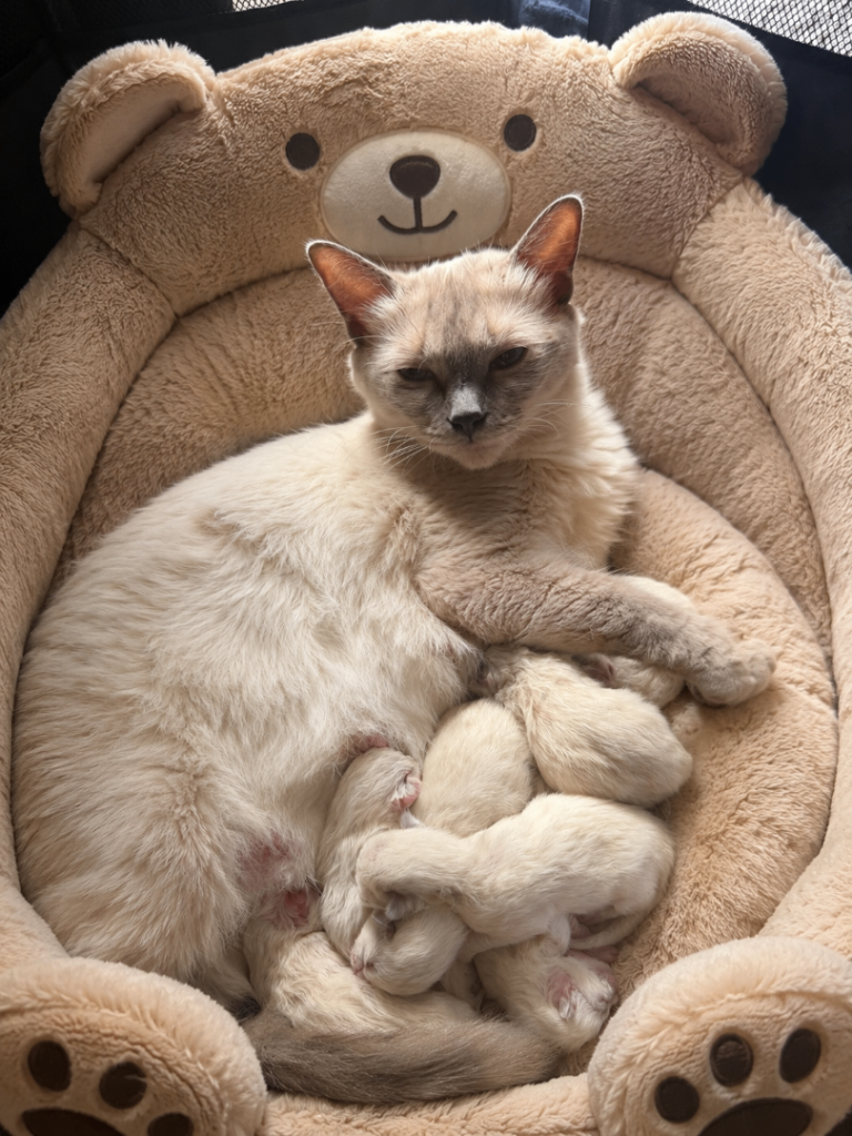 Ragdoll kitten cat 🐈‍⬛ 