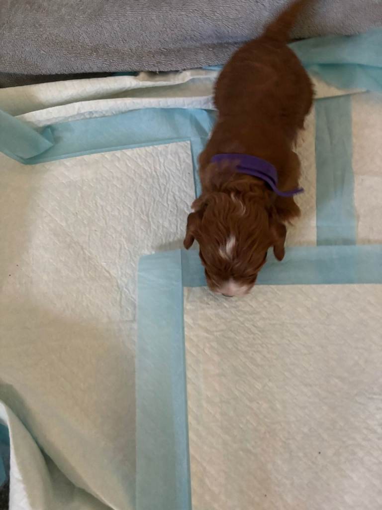  RICH RED F1 TOY COCKAPOO PUPPIES