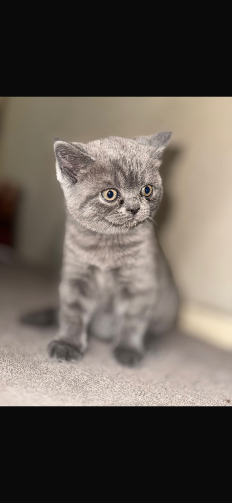 British shorthair kittens 