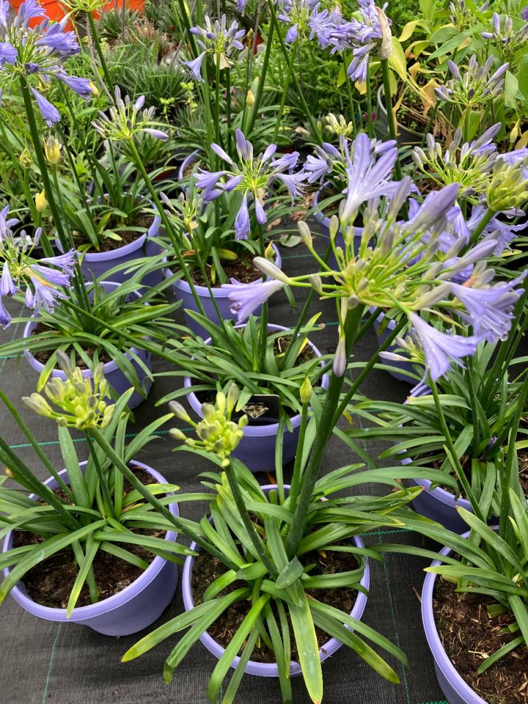 AGAPANTHUS CRYSTAL LIGHT BLUE 