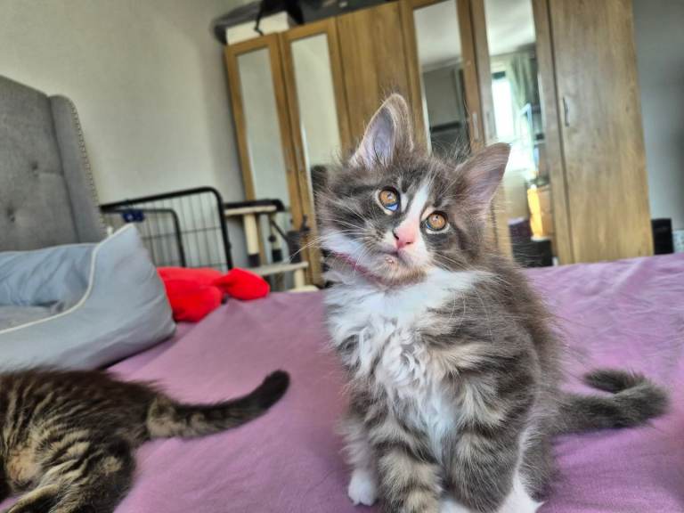Stunning Pure Maine Coon Kittens Last female left.