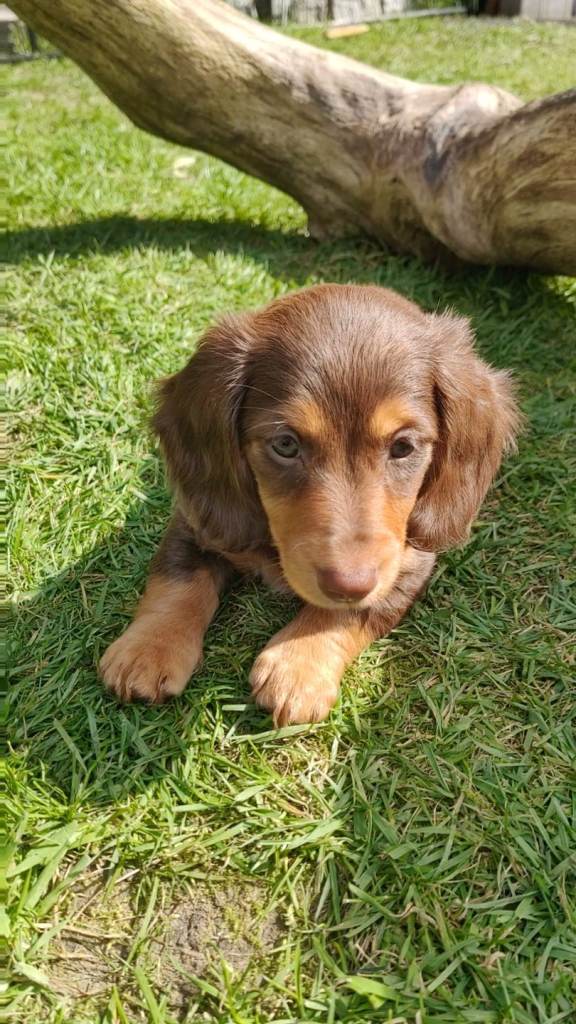 Puppies long-haired dachshund