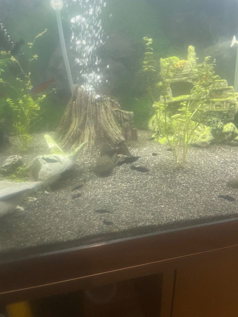 Tropical Fish 