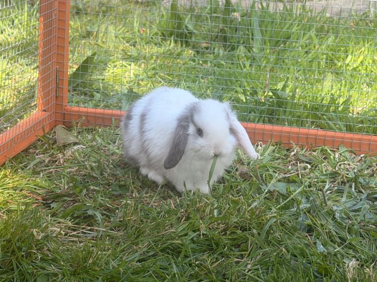 Mini lop bunnies 