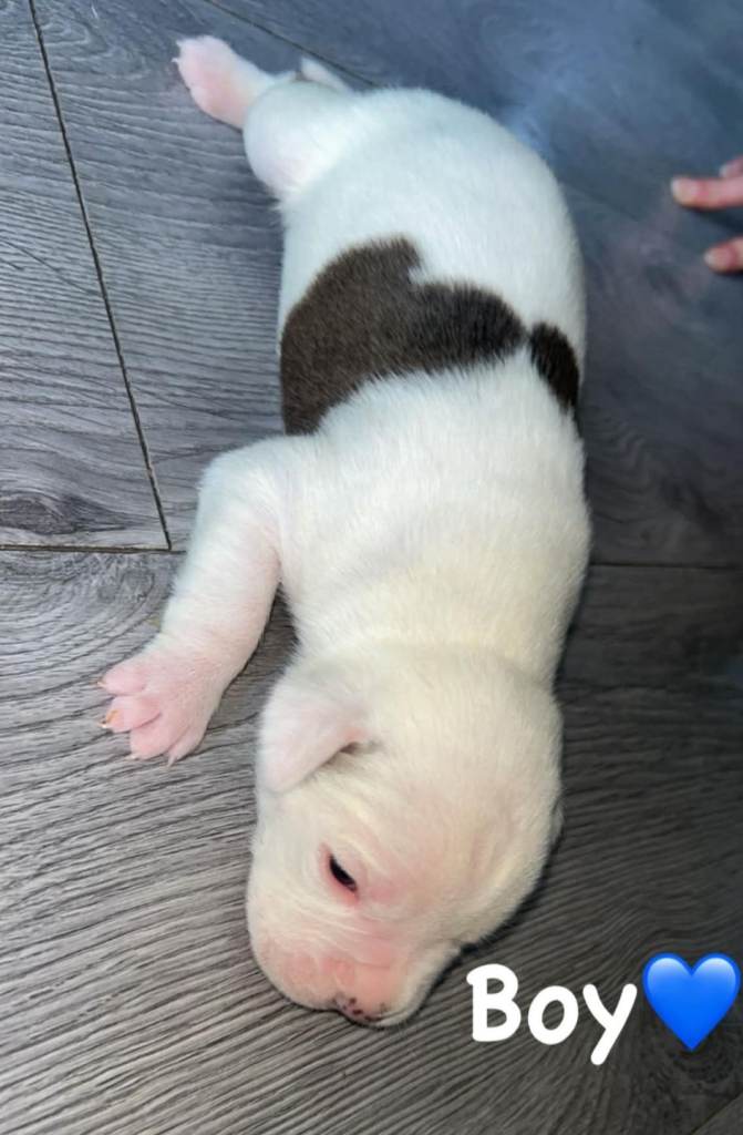 American bulldog X staffy puppies 