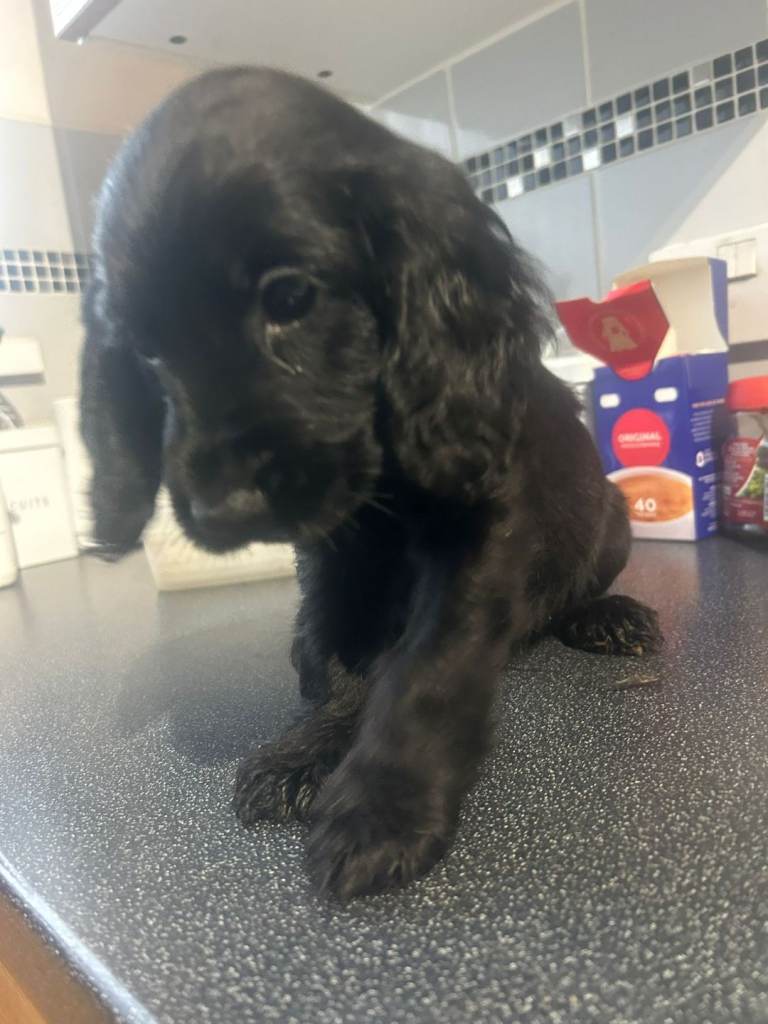 Cocker spaniel pups