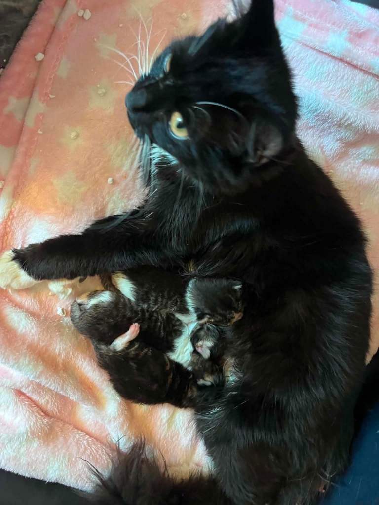 Ragdoll cross kittens 