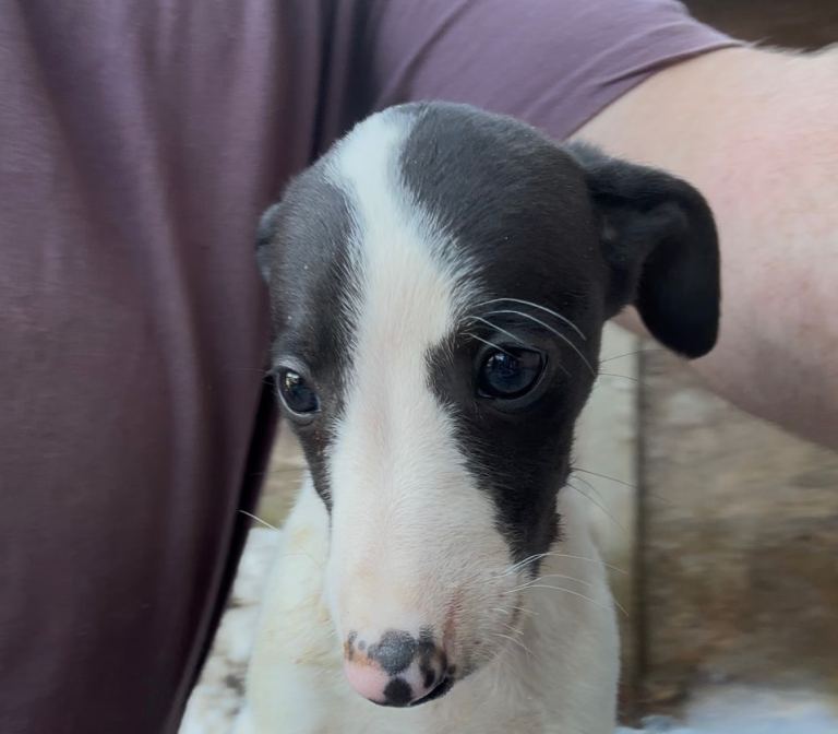 KC registered whippet puppy 